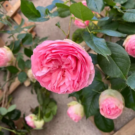 Appartement Le Divio - Homillesime *