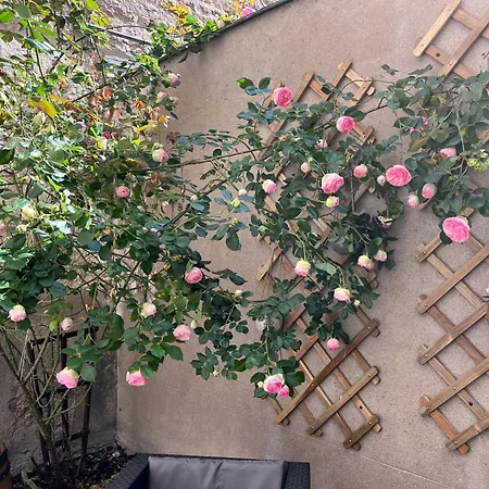 Le Divio - Homillesime * Dijon