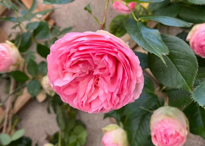 Апартаменты Le Divio - Homillesime *