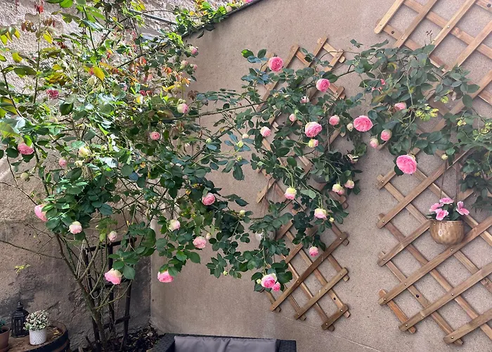 Le Divio - Homillesime * Dijon